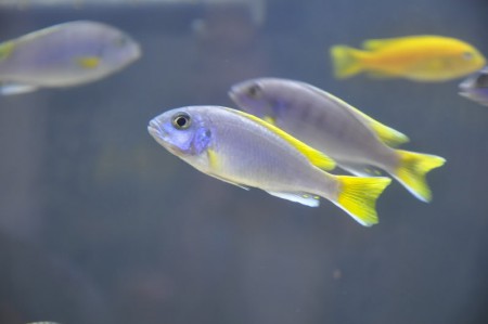 Pseudotropheus Acei